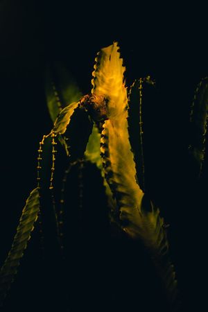 Dramatic backlit close-up of yellow succulent plant leaves glowing against dark background.