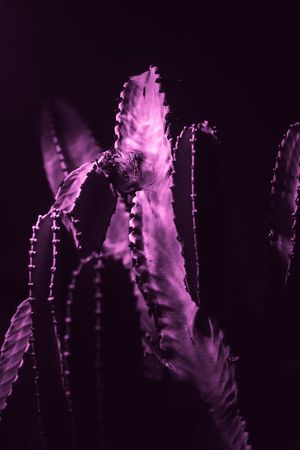 Close-up view of backlit purple aloe vera plant leaves against dark background creating dramatic silhouette effect.