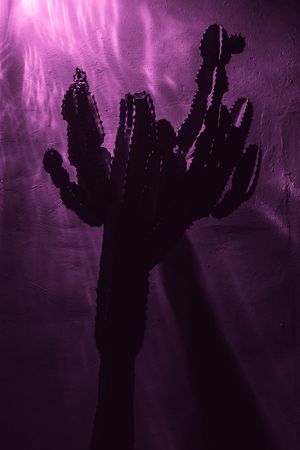Silhouette of a saguaro cactus against a mystical purple sky with glowing atmospheric effects.