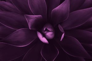 Deep purple orchid petals create an elegant floral pattern against a dark background.