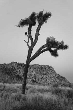 A collection of dramatic black and white panoramic shots showing Joshua trees silhouetted against rocky desert landscapes.