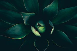 Dark green succulent plant leaves arranged in a rosette pattern with soft light illuminating the center.