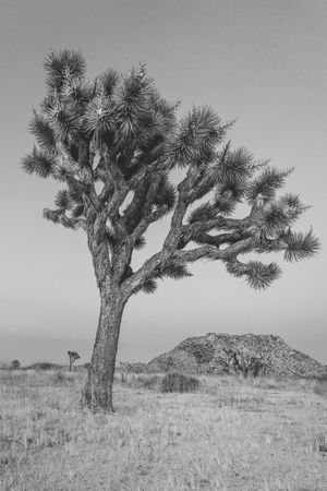 A row of Joshua trees stands silently in black and white against a stark desert landscape.