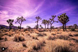 Joshua trees dot the desert landscape under a vibrant purple sunset sky in the Mojave Desert.