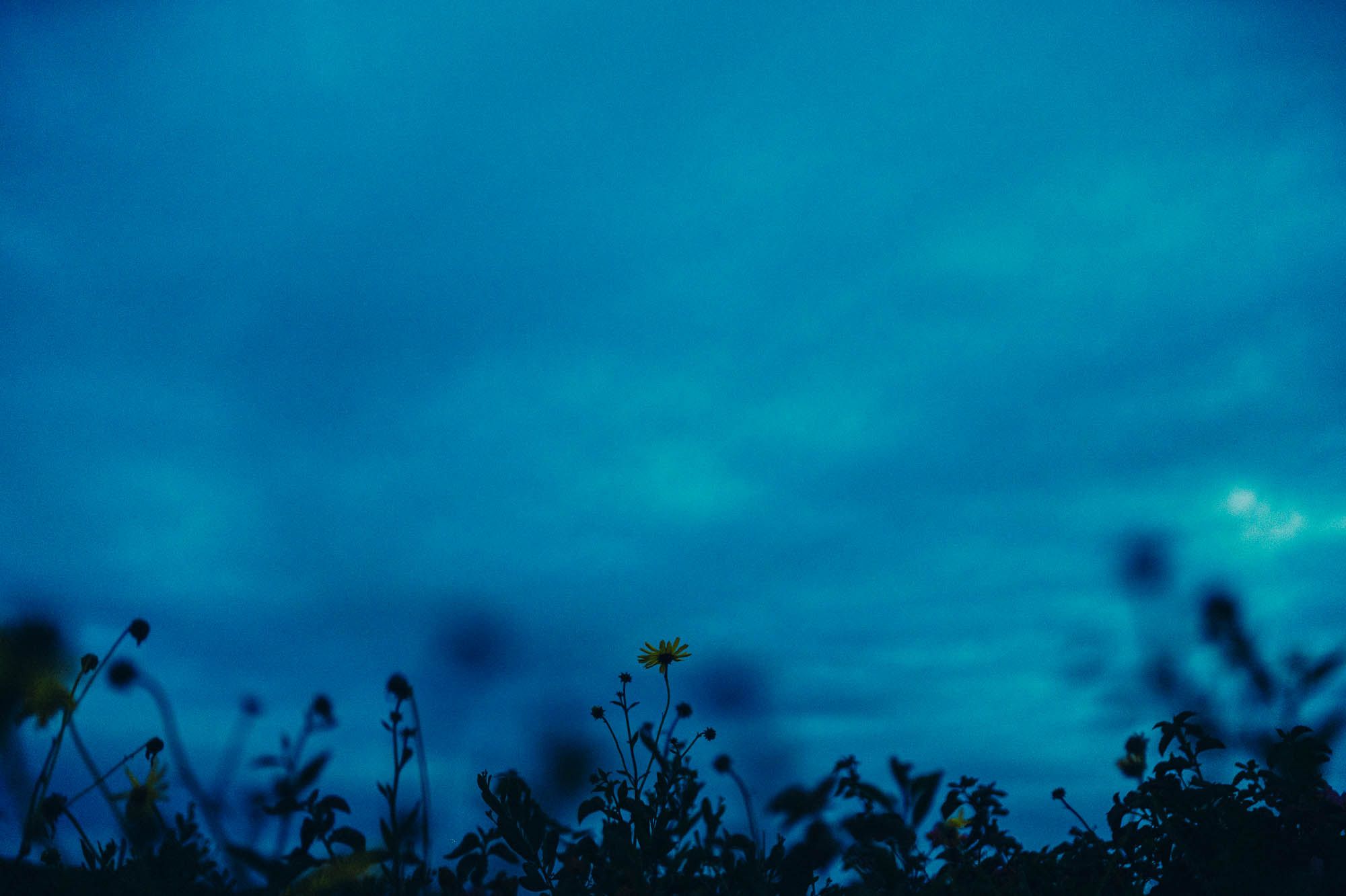 Silhouetted wildflowers against a moody blue twilight sky with wispy clouds.