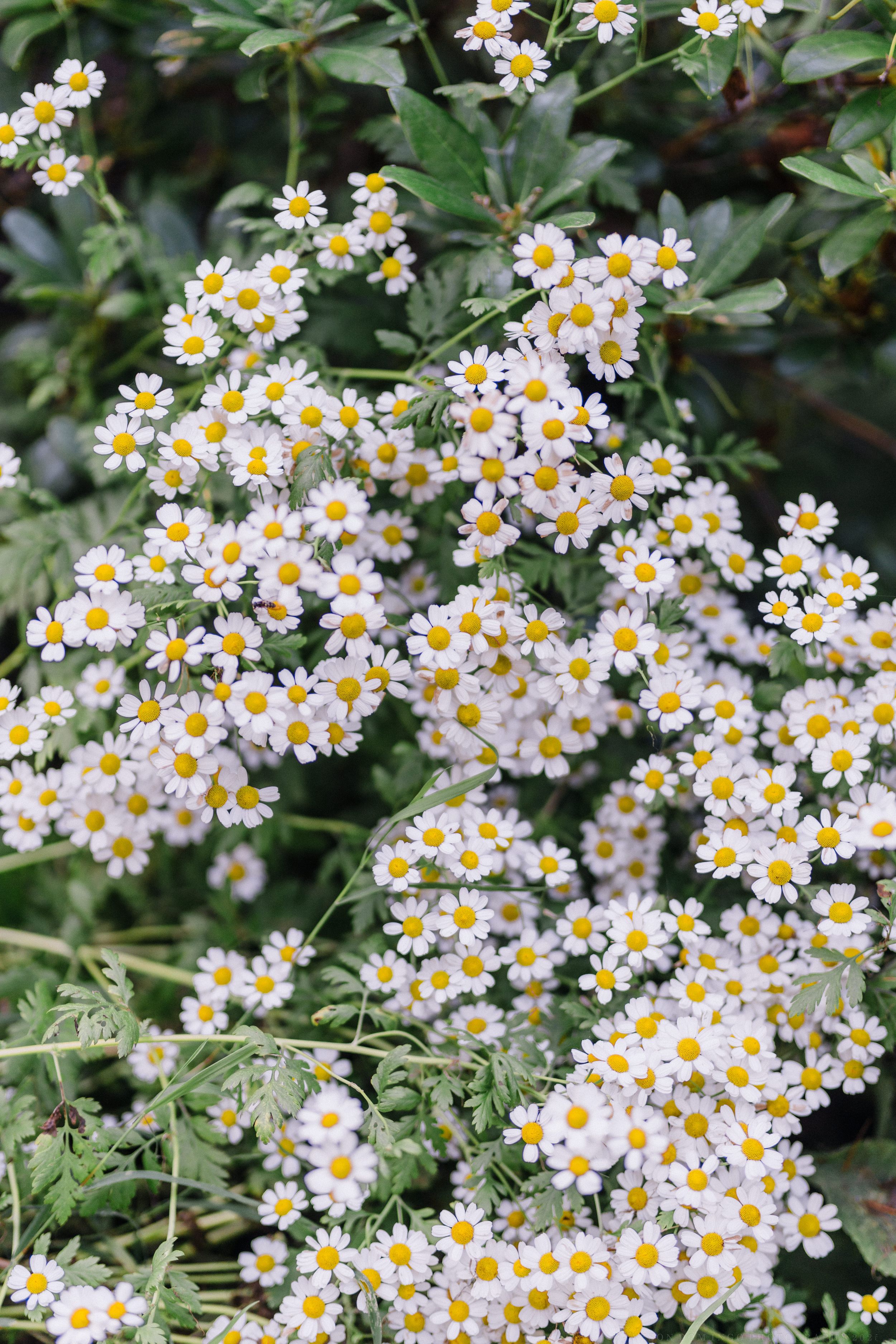 A cluster of delicate white and yellow daisies blooming among green foliage in a garden setting.