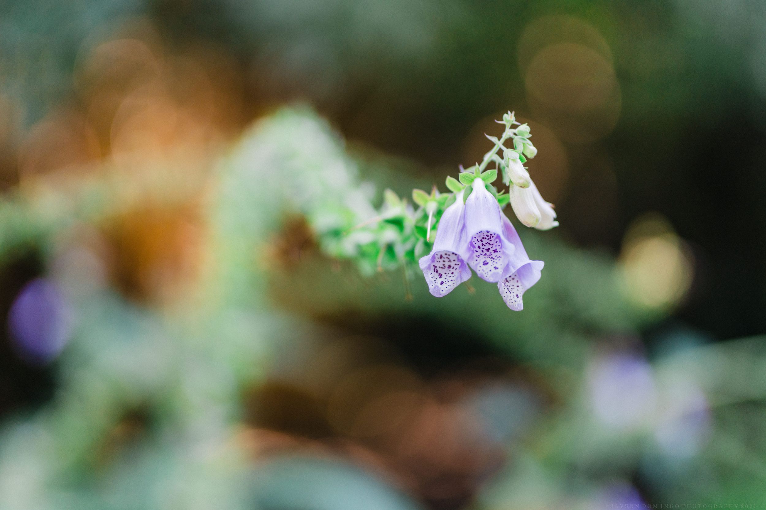 Macro shot of purple foxglove flowers with soft bokeh background.