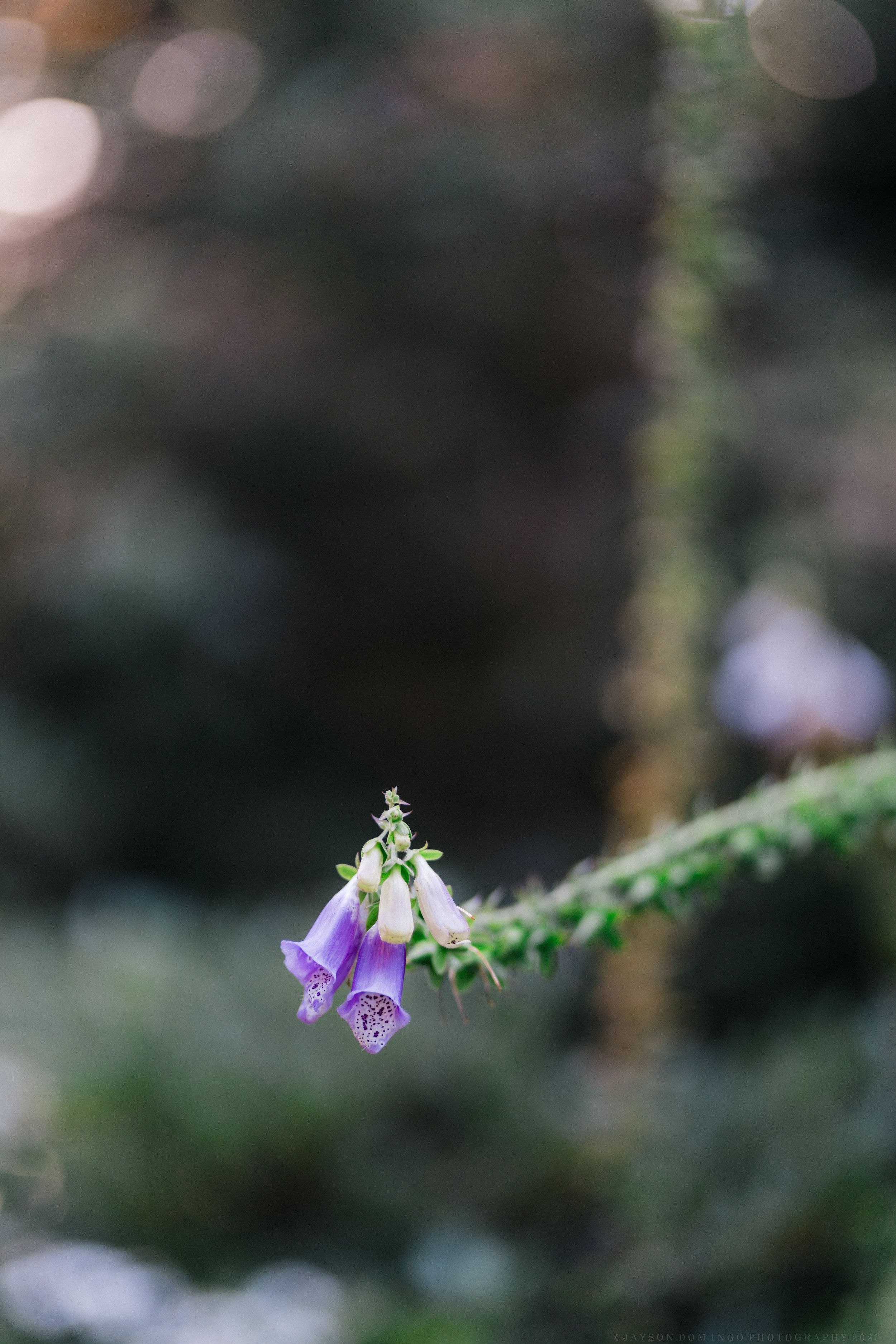 Close-up of delicate purple foxglove flower against blurred natural background.
