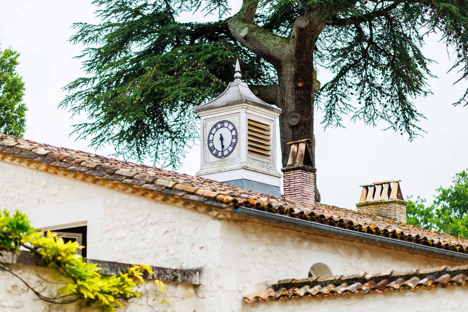 White clock tower with terracotta roof tiles sits atop a Mediterranean-style building under a large cedar tree.