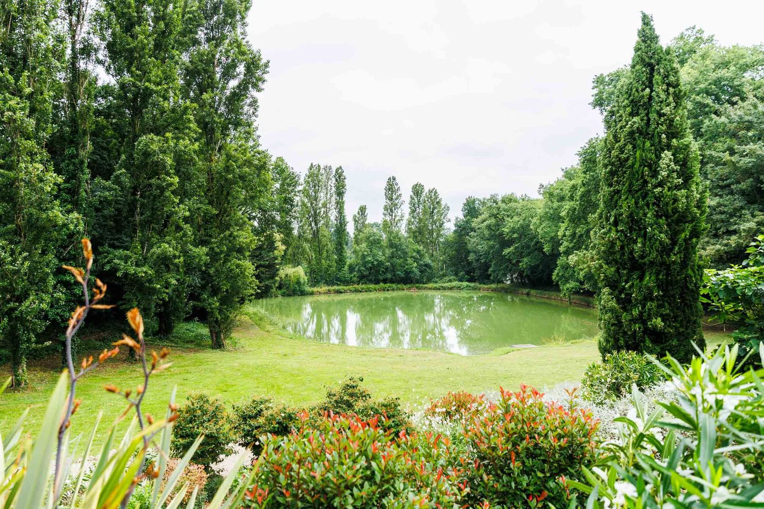 Row of tall poplar trees line a lush green meadow with white wildflowers blooming in the foreground.
