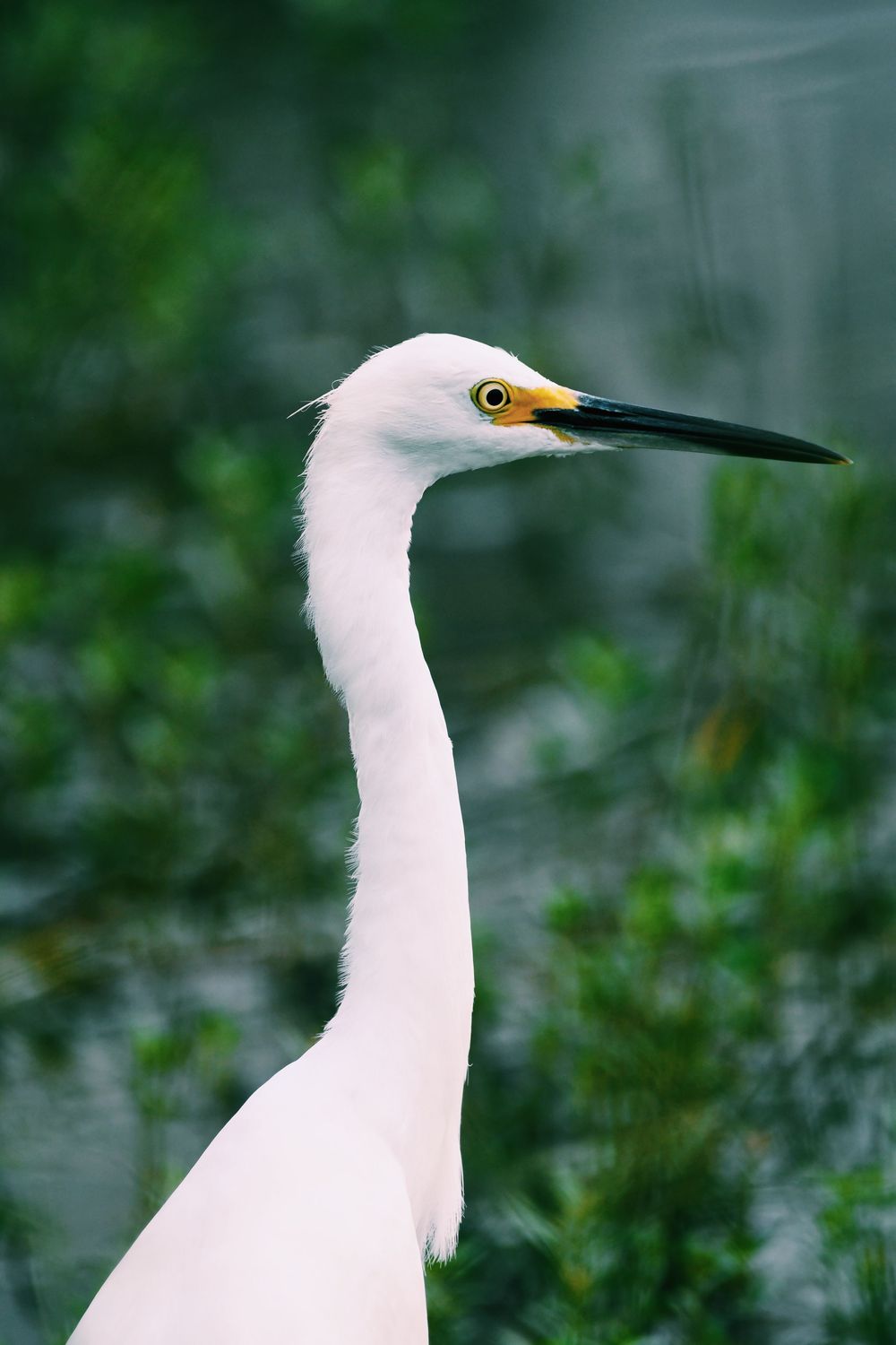 Portrait of an elegant snowy egret with its long neck and black beak against a green background.