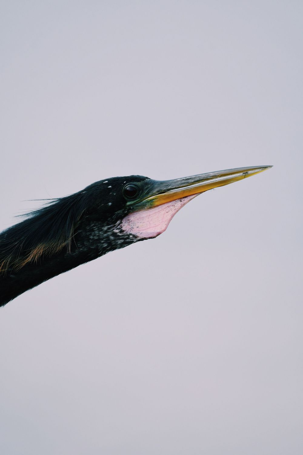 Sharp beak of a black heron against a light background.