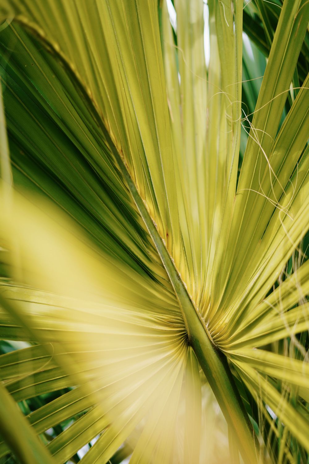 Close-up view of vibrant green palm fronds radiating outward in a dramatic sunburst pattern.
