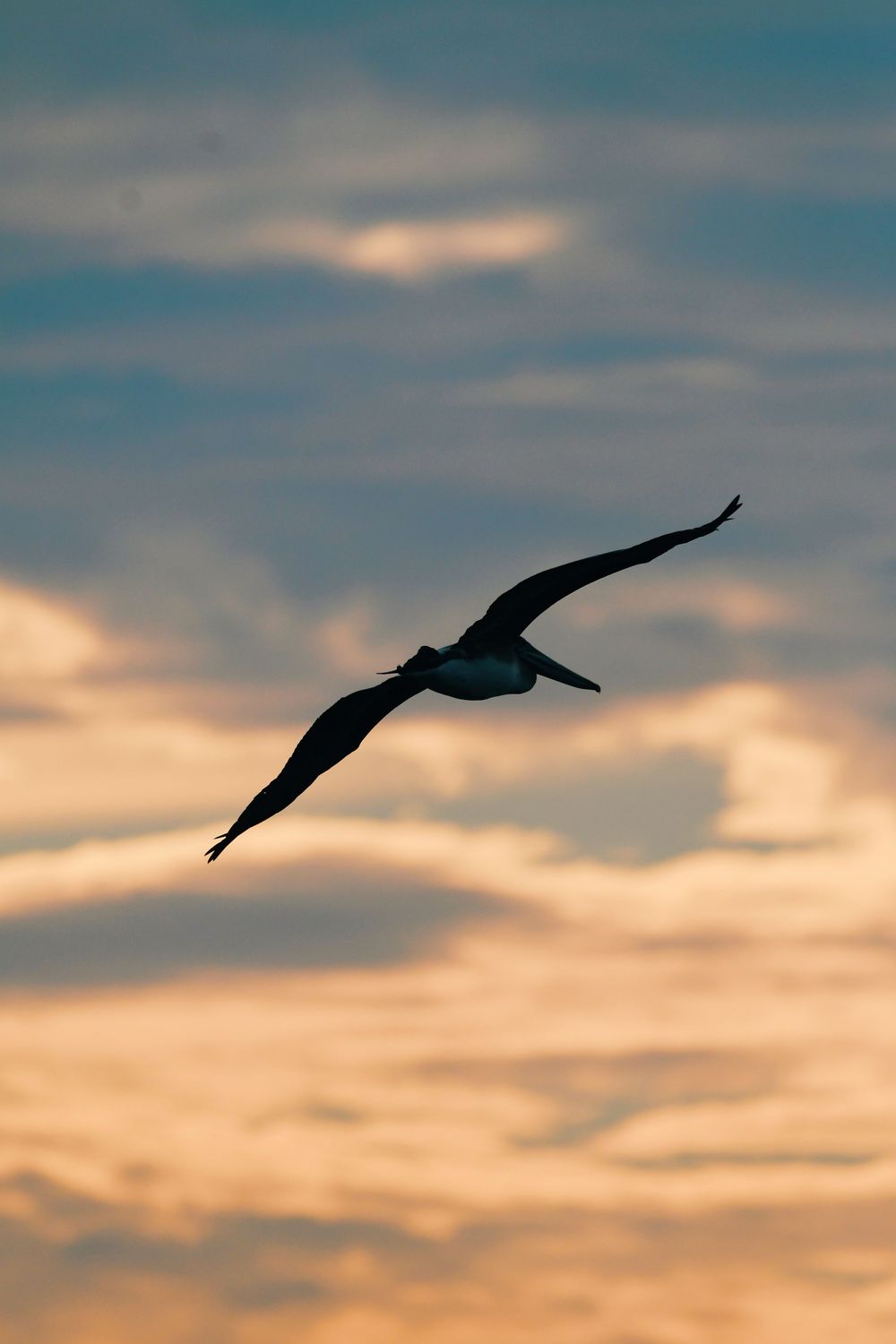 Silhouette of a bird flying against a dramatic sunset sky with orange clouds.