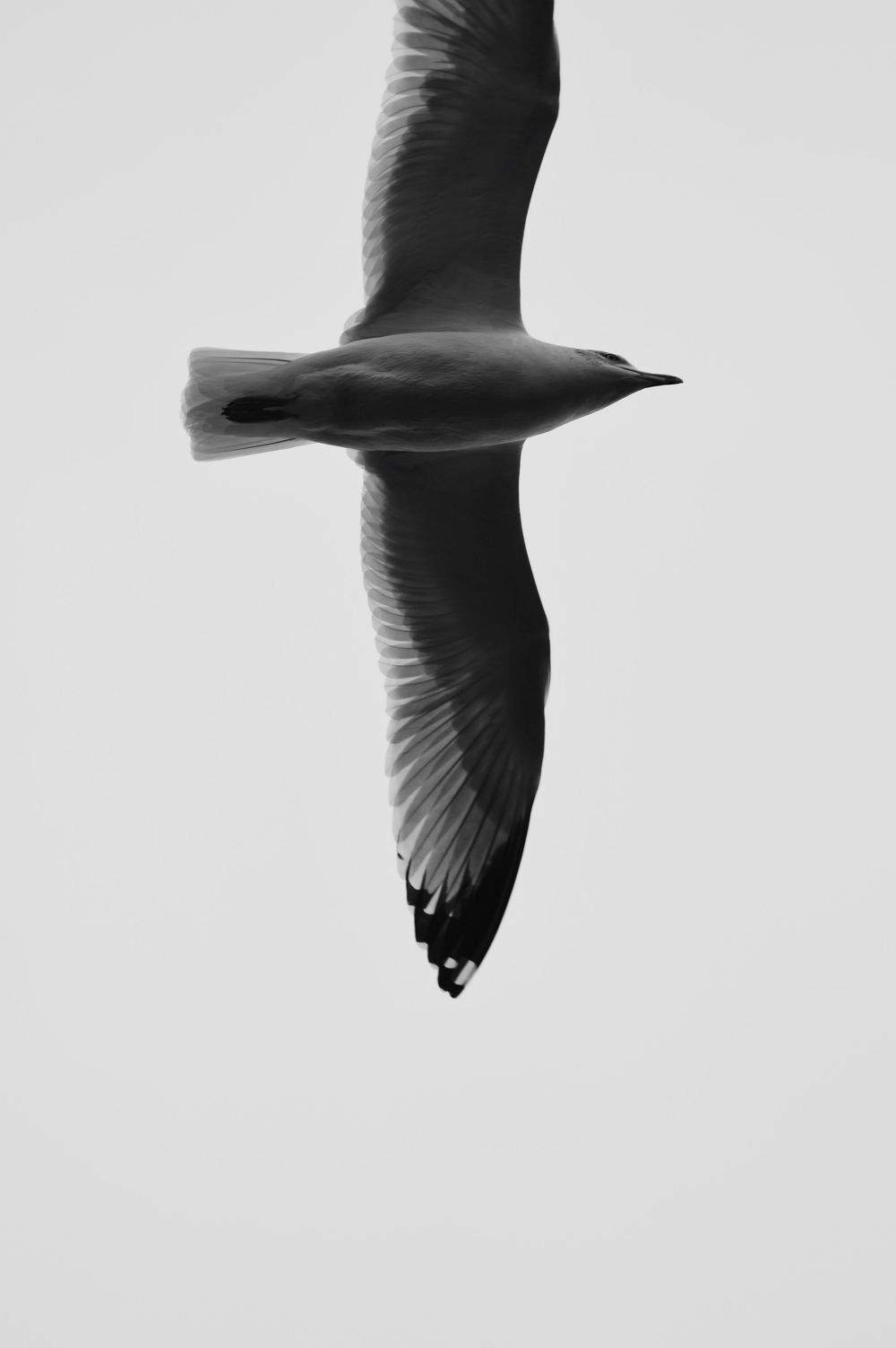 Black and white photograph of a seagull soaring with wings spread wide.