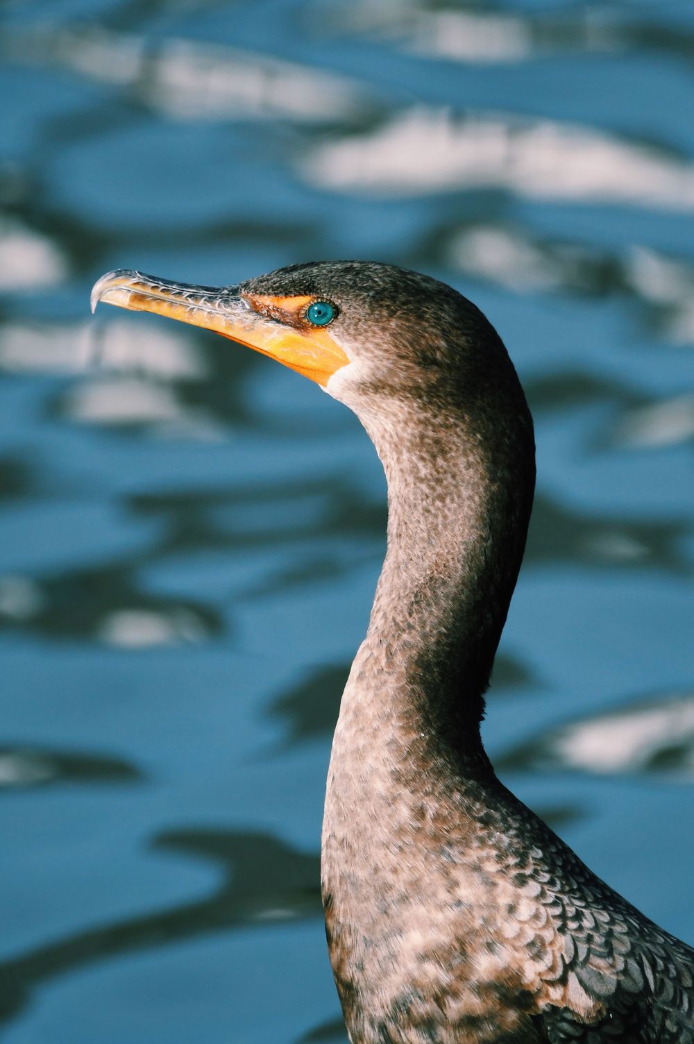 Close-up portrait of a cormorant with its distinctive hooked beak against blue water.