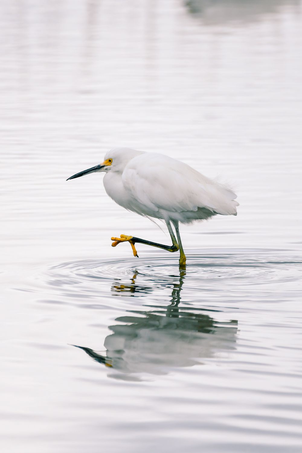 Snowy egret wading in calm water with its reflection visible below.