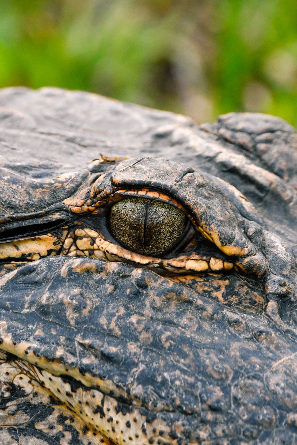 Close-up of an alligator's eye and scaly skin texture.