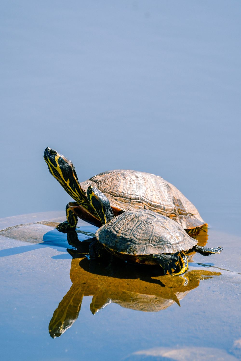 Two painted turtles basking together on a log reflected in still water.