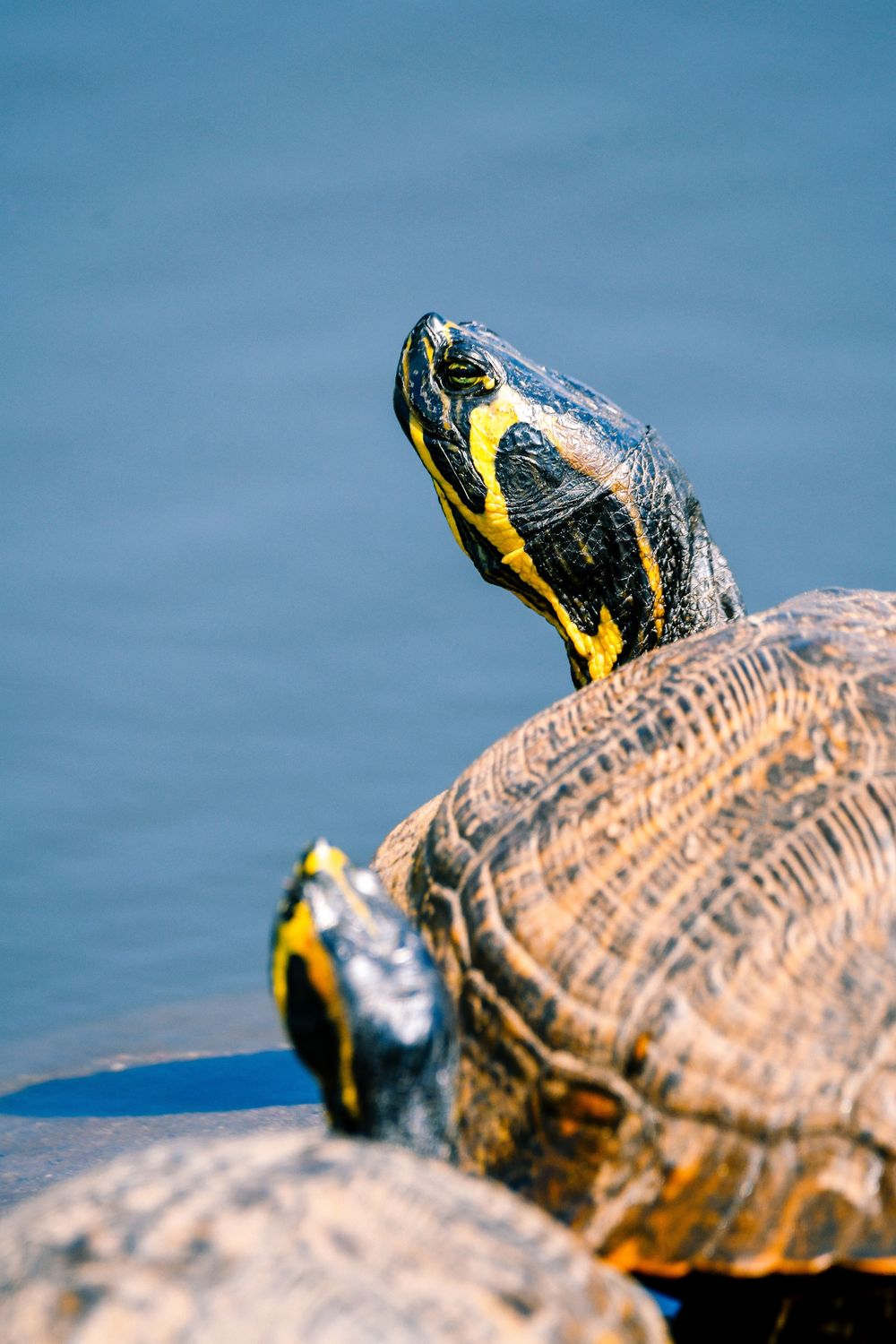 Yellow-bellied slider turtle stretching its neck upward while basking on a rock.