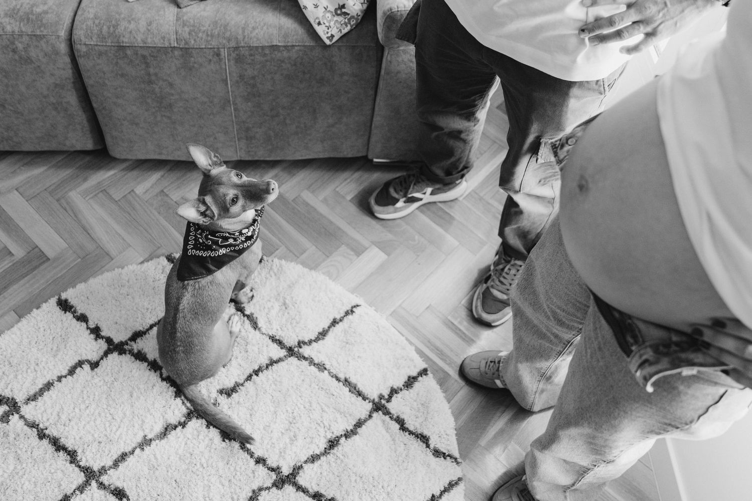 A black and white photo of a small dog on a geometric patterned rug.