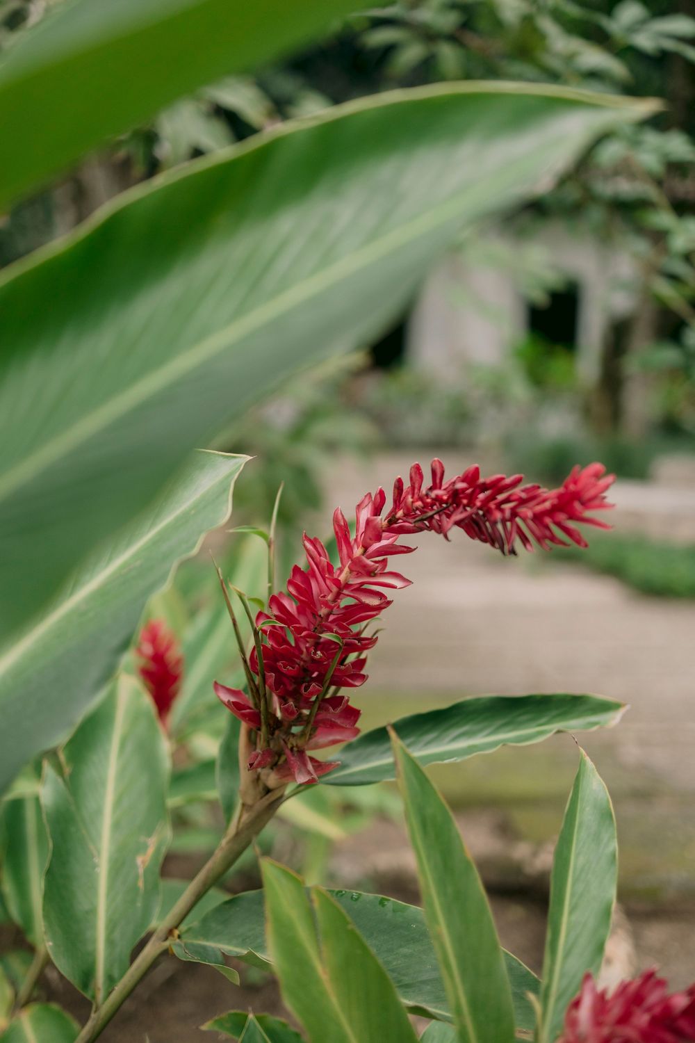 Vibrant red ginger flower blooming among large tropical green leaves in a garden.