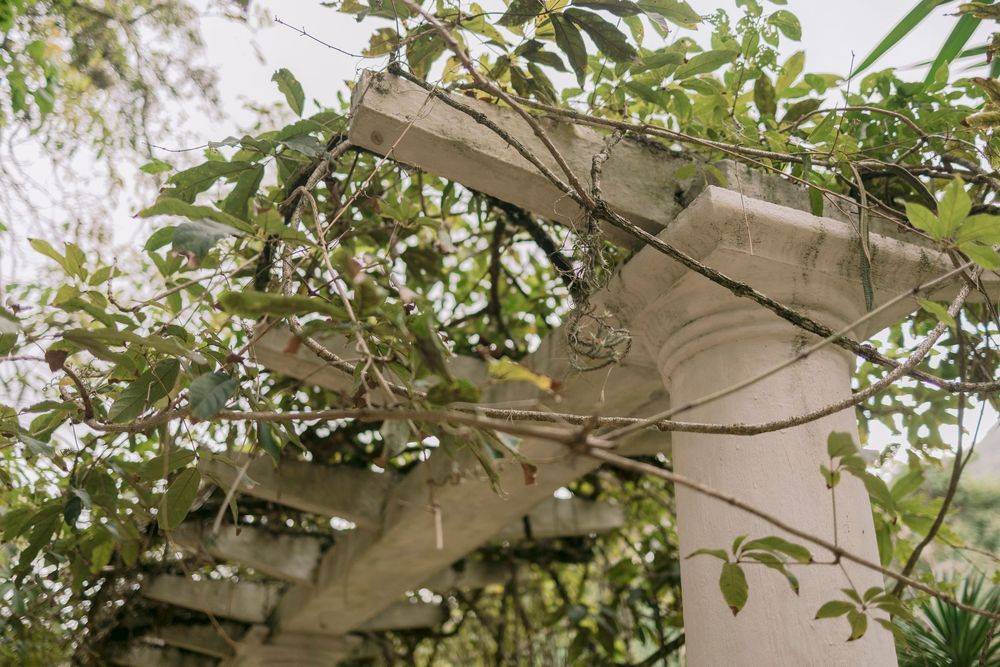 Climbing vines growing over a white stone pergola column in a lush garden.