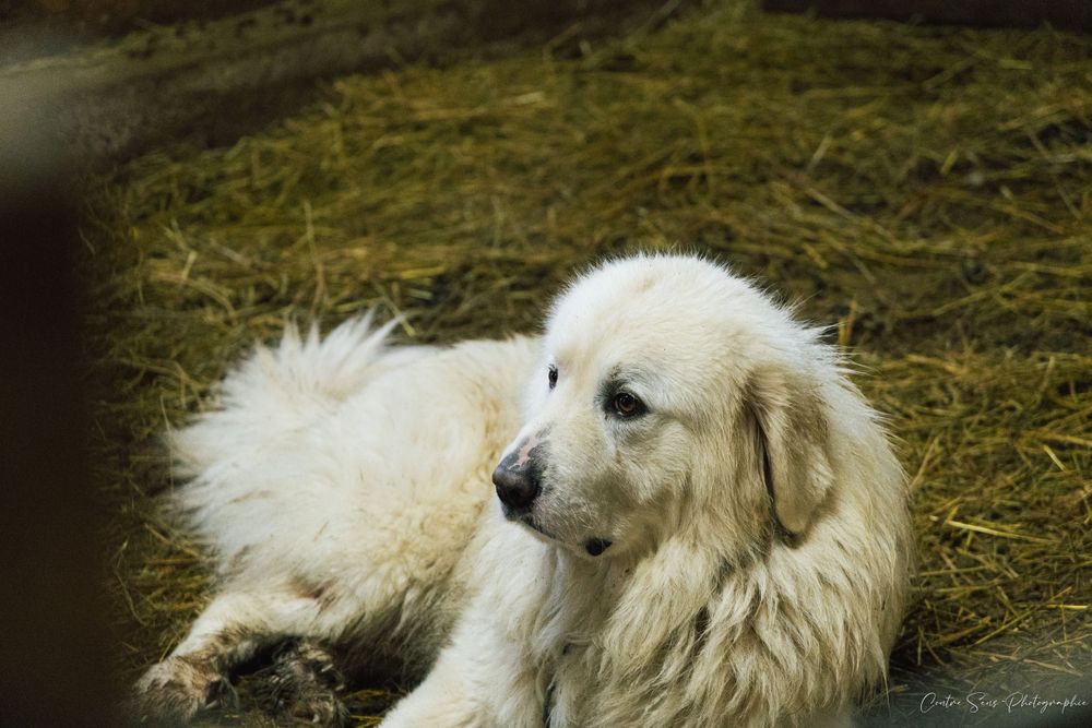chien