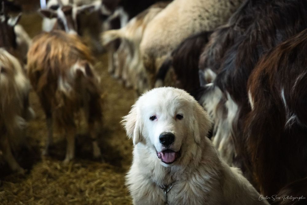 Chien et chèvres