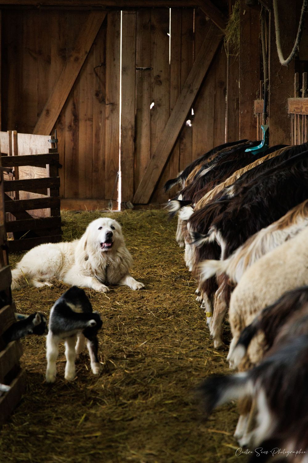 chien Patou avec les chèvres