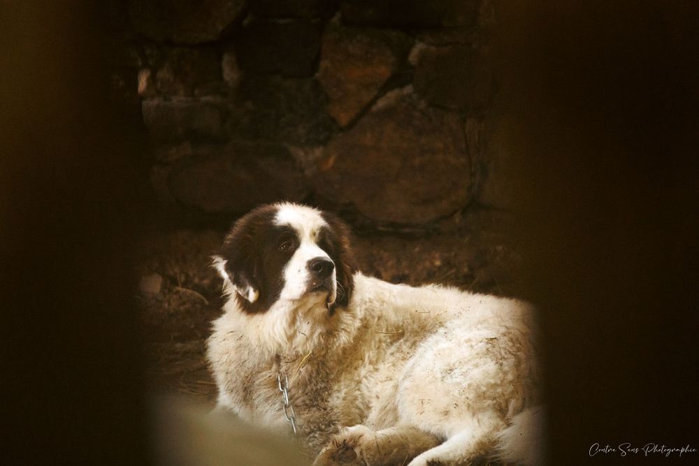 chien dans bergerie