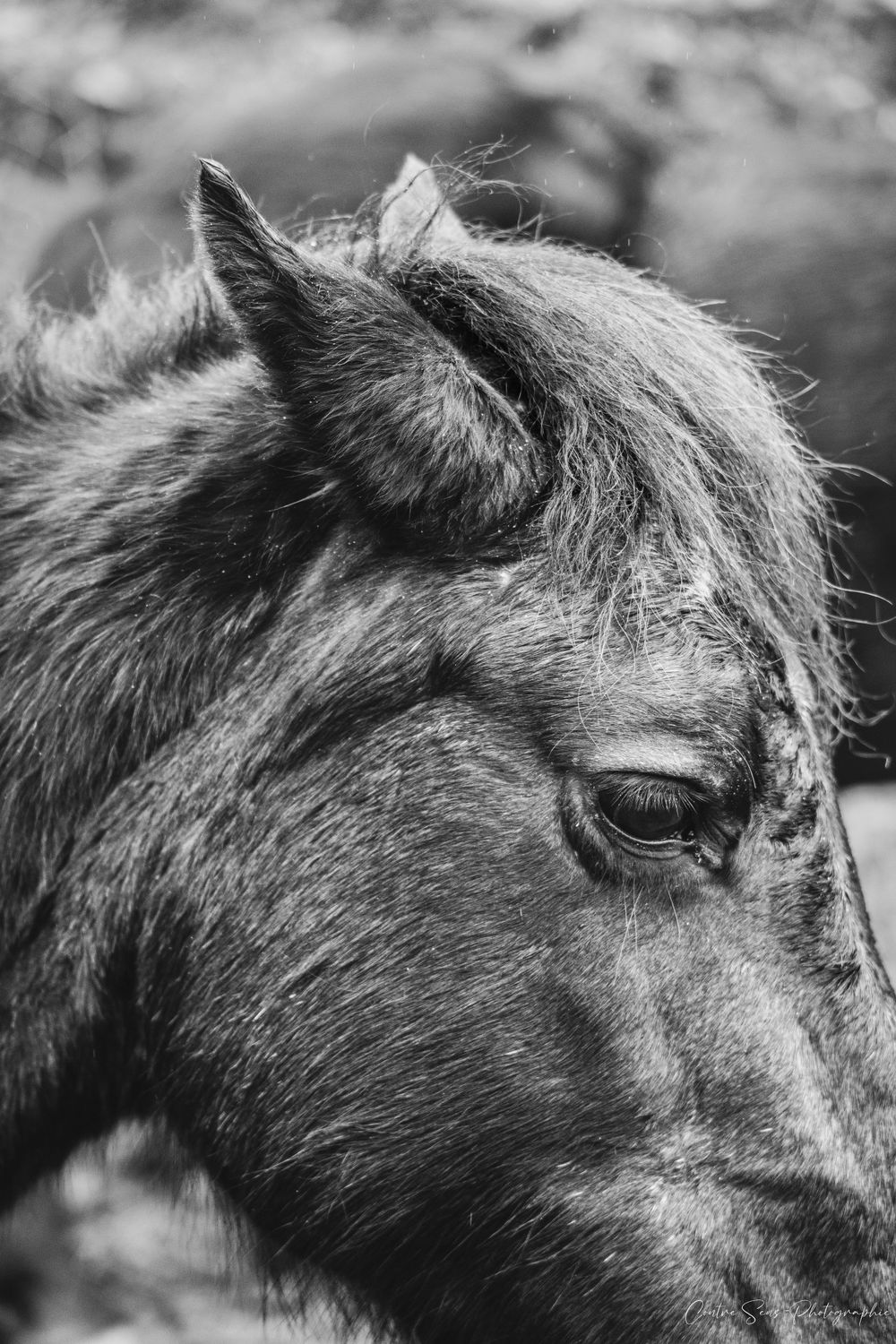 cheval noir et blanc