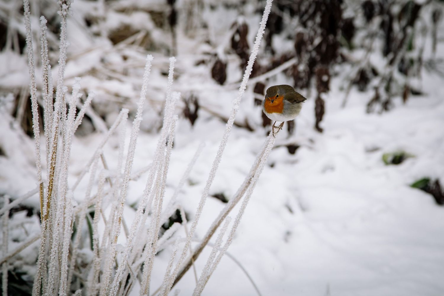 A small European robin perches on frost-covered branches in a snowy winter garden setting.