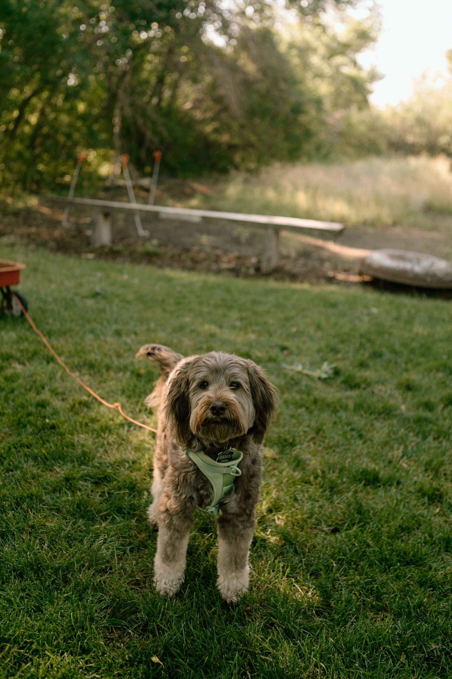 A scruffy mixed-breed dog wearing a harness stands on green grass in a backyard at sunset.