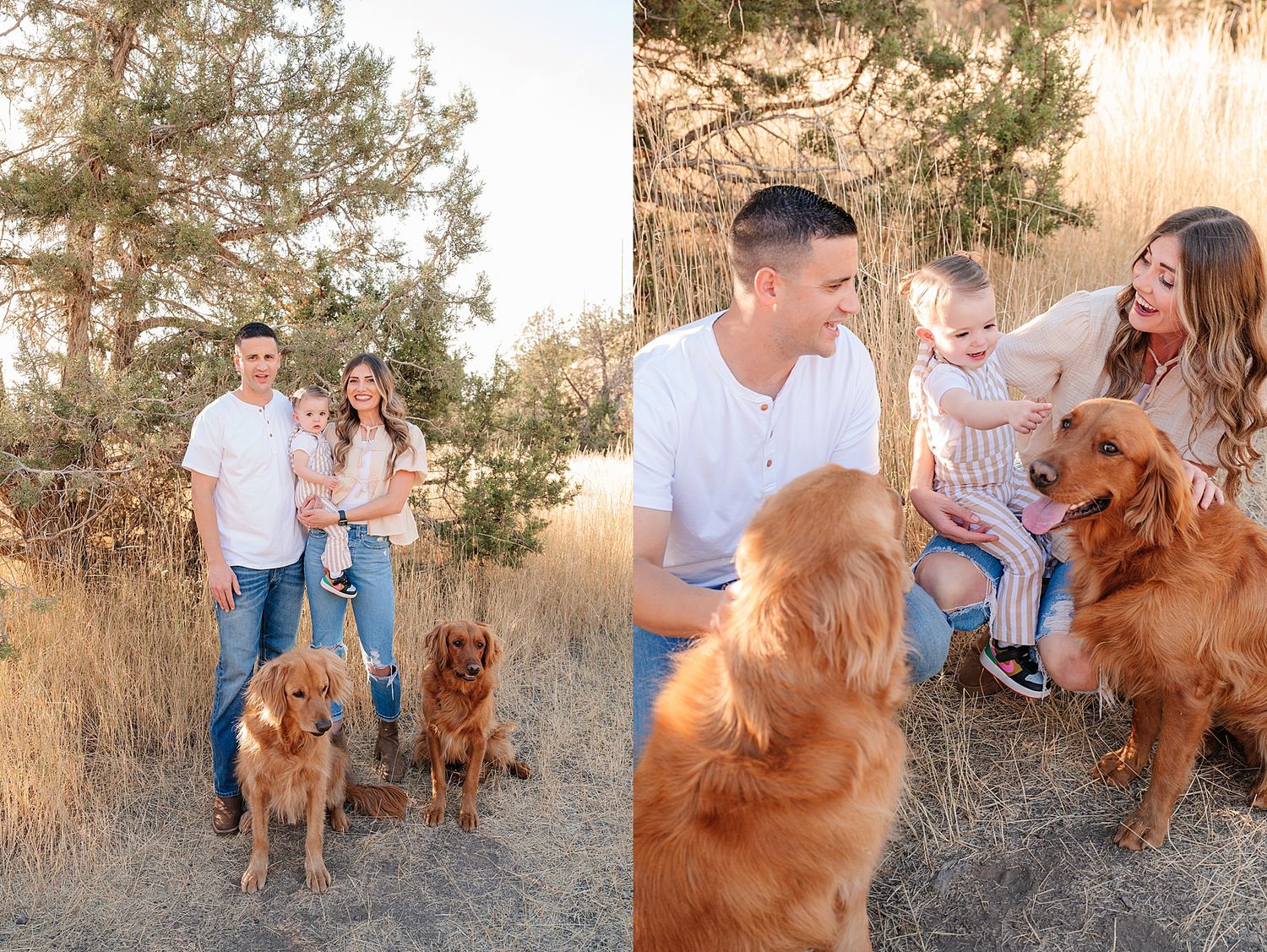 Family portraits with two golden retrievers in golden field during sunset.