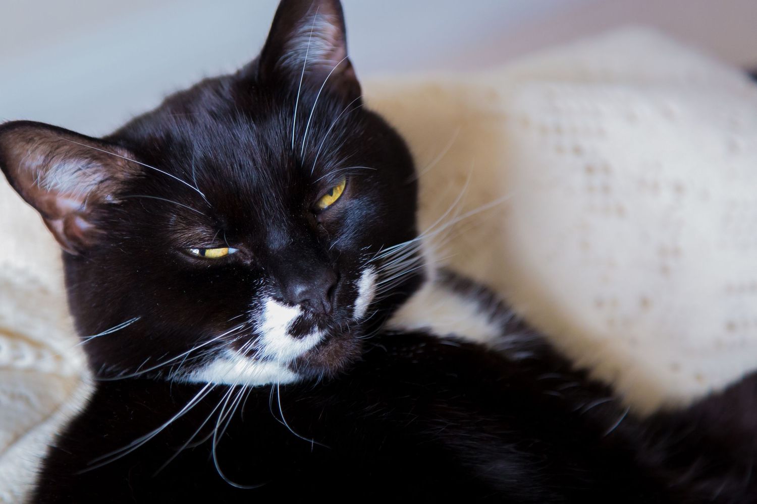 Black and white tuxedo cat on white blanket looking at camera from Beautiful Pet Portraits
