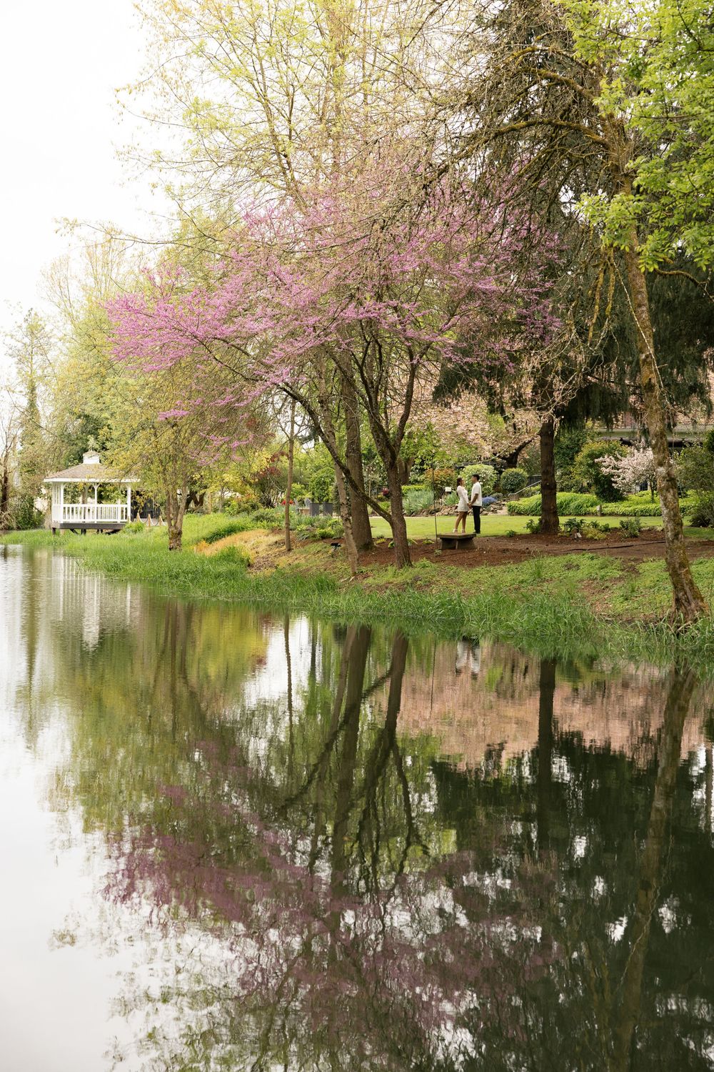 Serene park pond reflecting pink cherry blossom trees and green foliage with a gazebo and couple in spring.