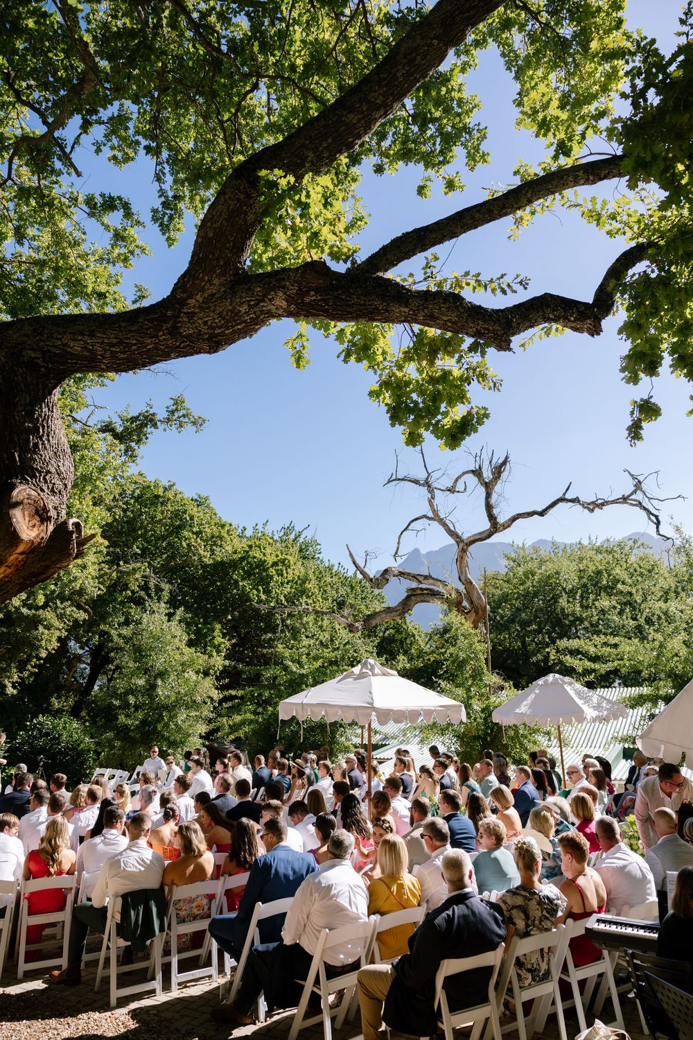 Outdoor wedding ceremony with guests seated on white chairs under a large oak tree on a sunny day.