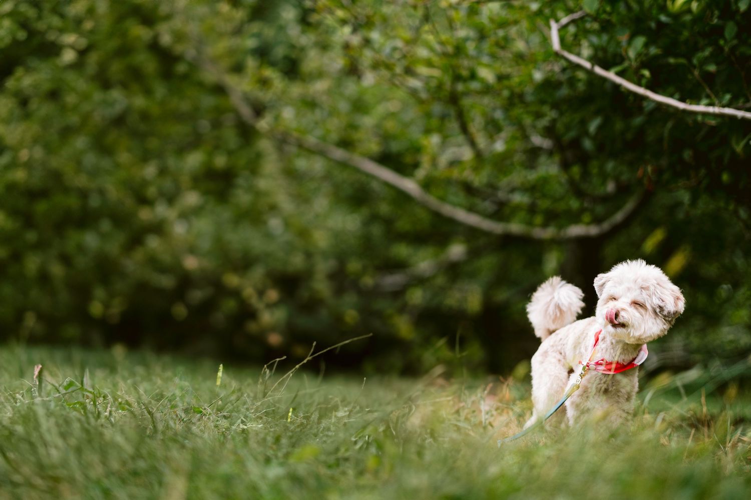Furry Moments New York New Jersey Pet Photography