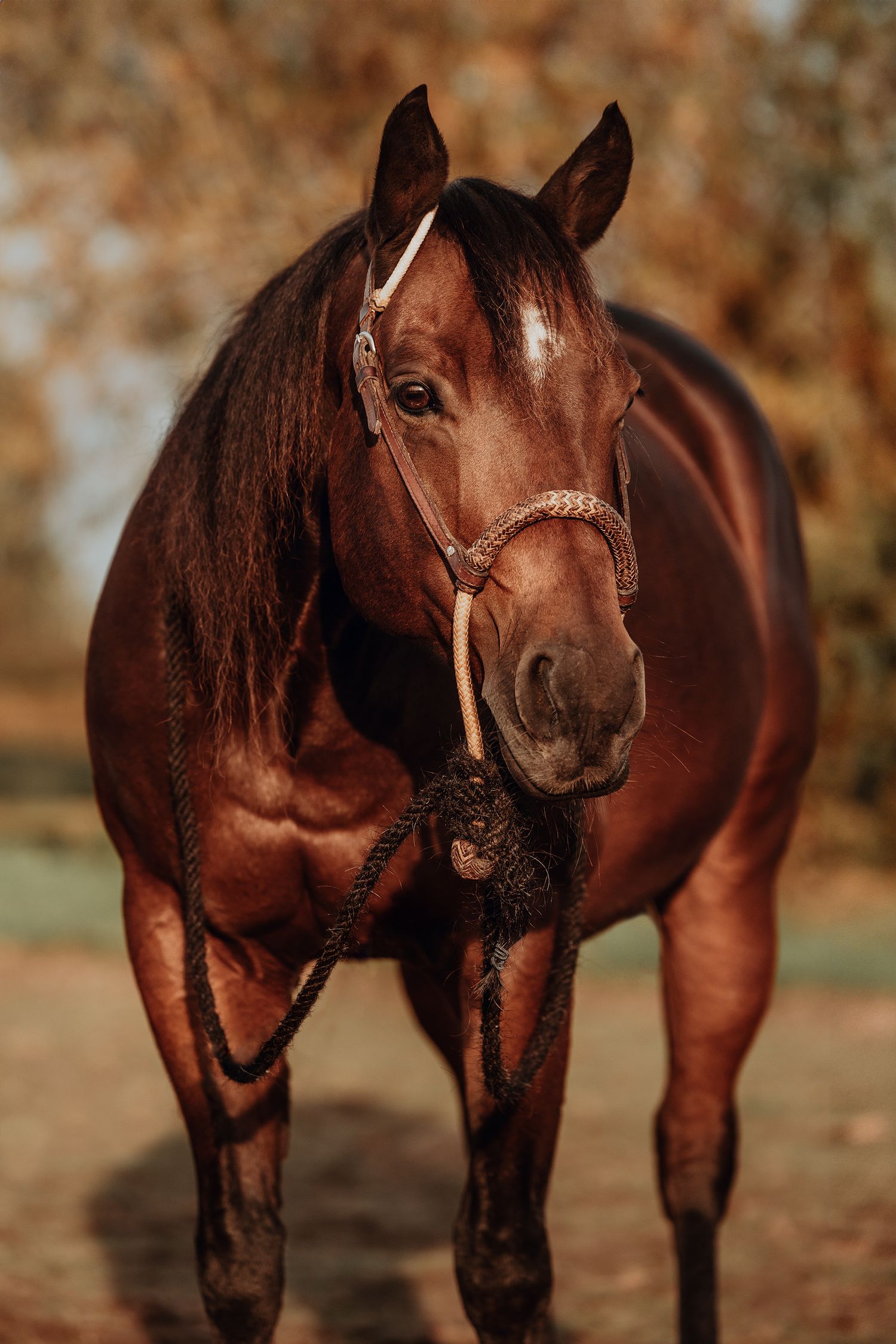 Horse portrait picture of a bay quarter horse with a bosal