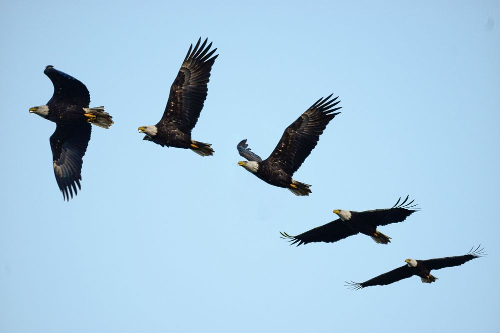 Five bald eagles soaring in formation against a clear blue sky with wings spread wide.