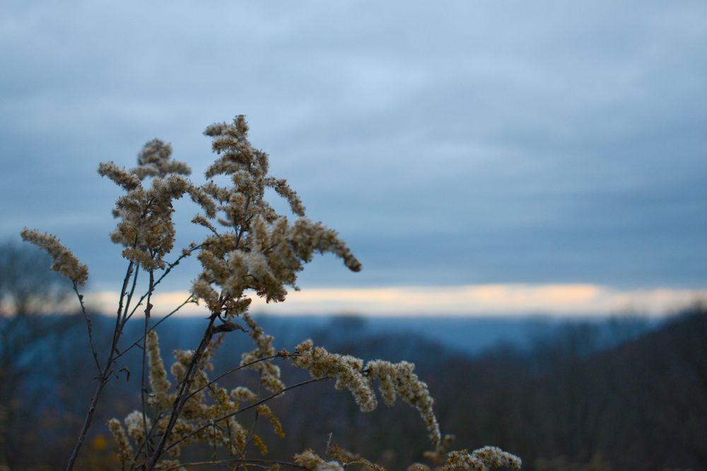 Delicate wildflowers silhouetted against a moody mountain landscape at dusk.