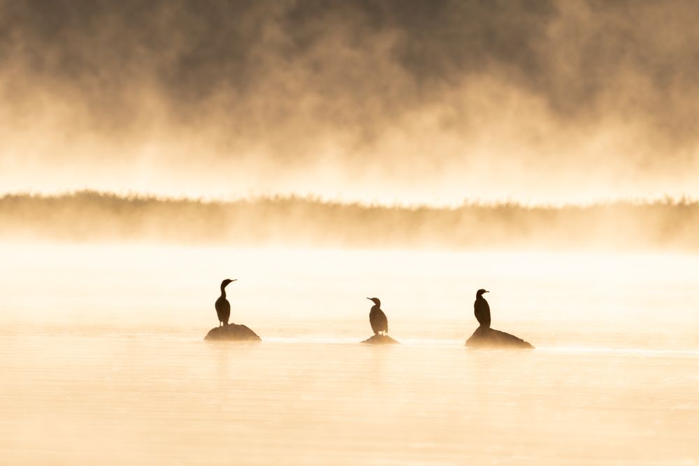 Foggy morning at Conowingo dam, cormorants basking in morning sun