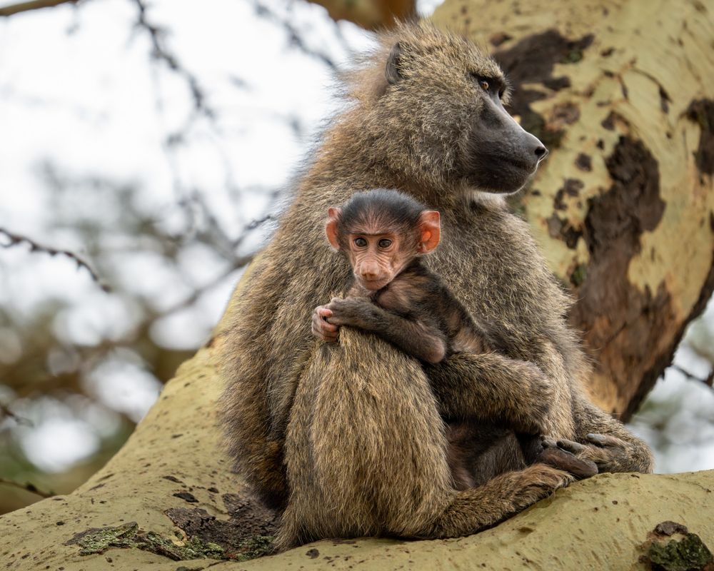 wildlife picture of a baboon female with baby