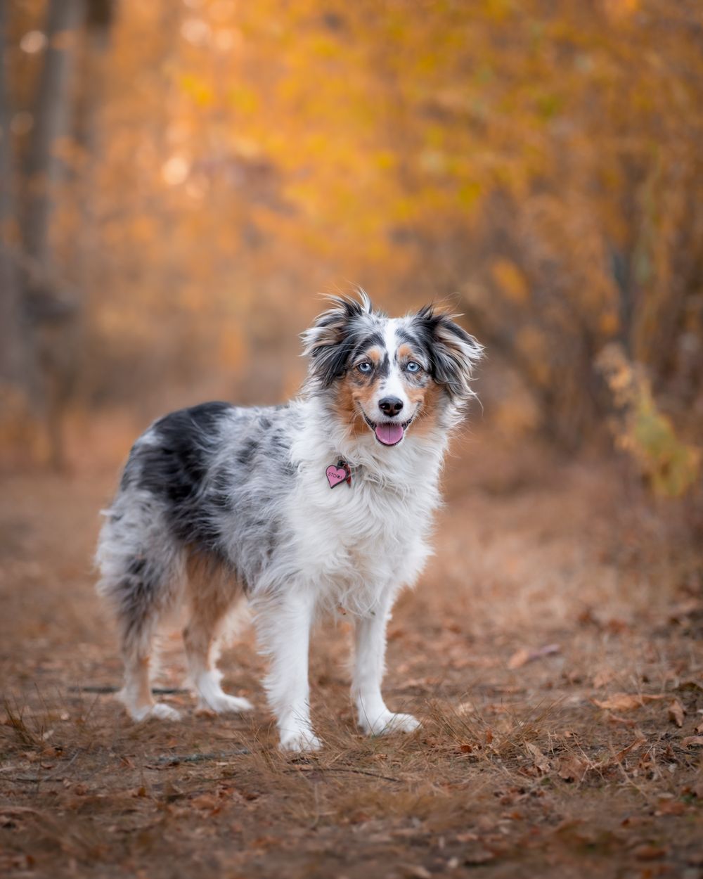 Mini Australian Shepherd fall portrait