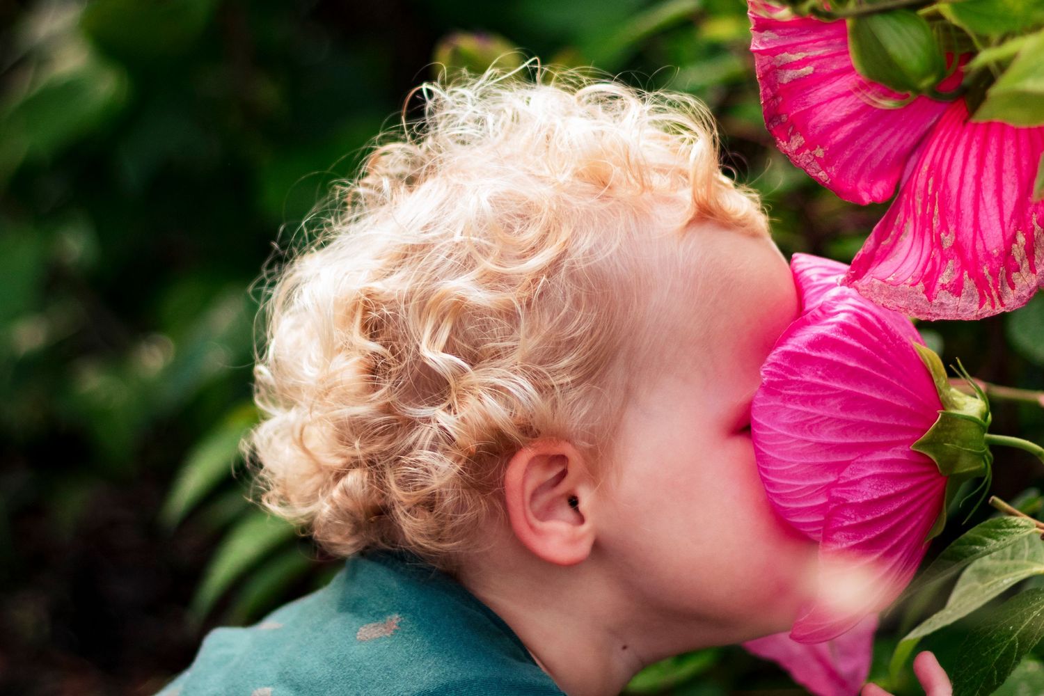 Curly-haired child smelling bright pink hibiscus flowers in a garden closeup.