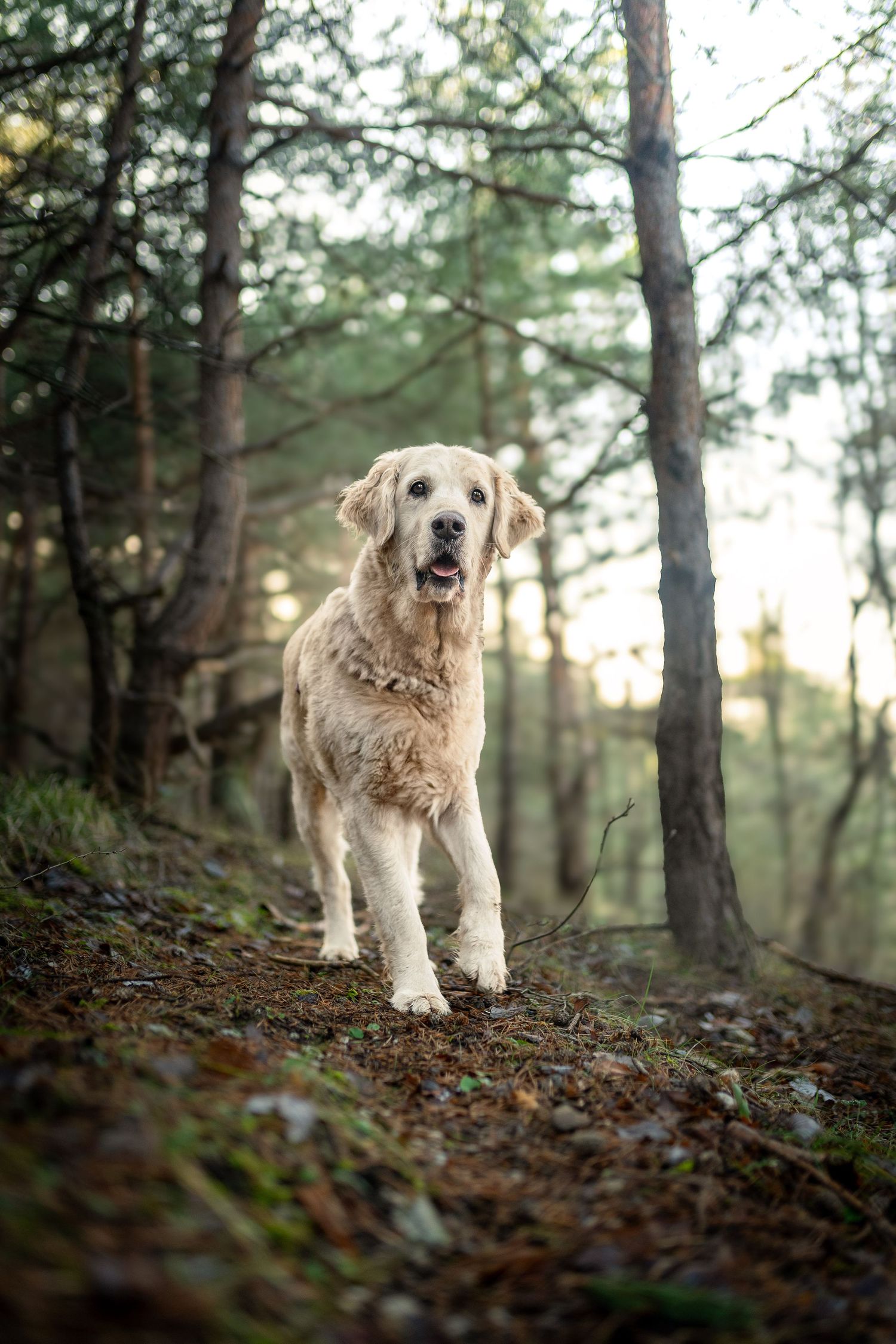 portrait photo animaux chien