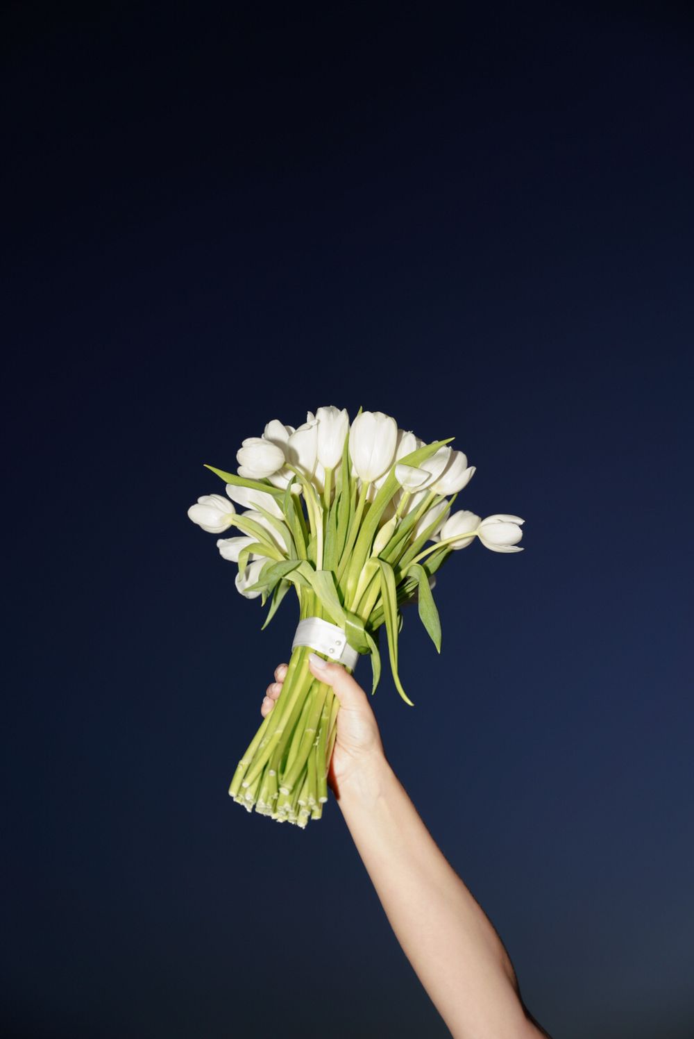 A hand holding up a bunch of white daisy flowers against a dark navy blue background.