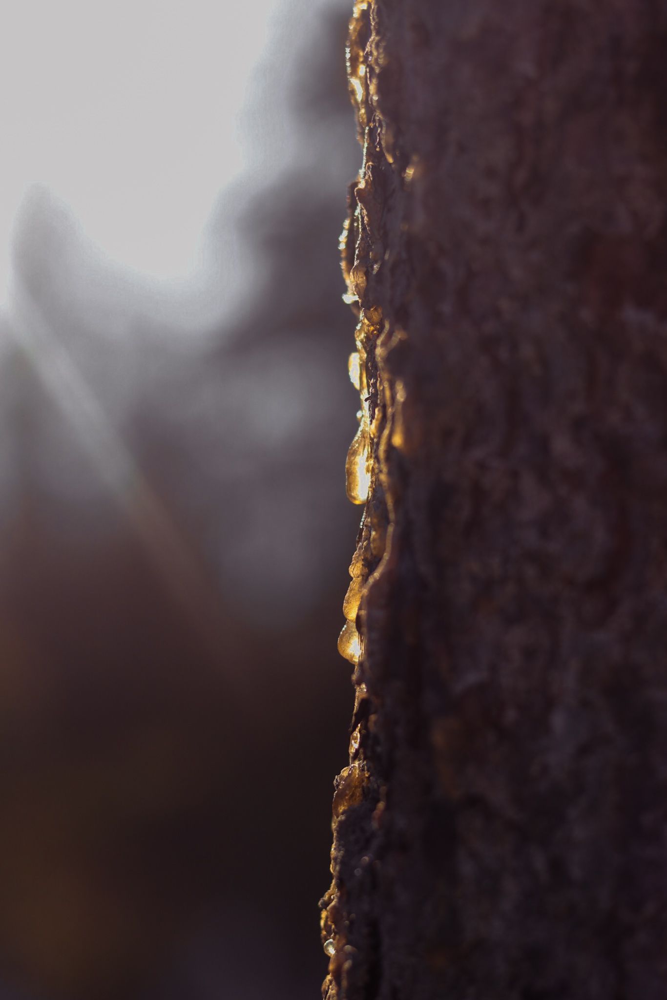 Close-up macro shot of golden tree sap or resin dripping down dark bark in nature.