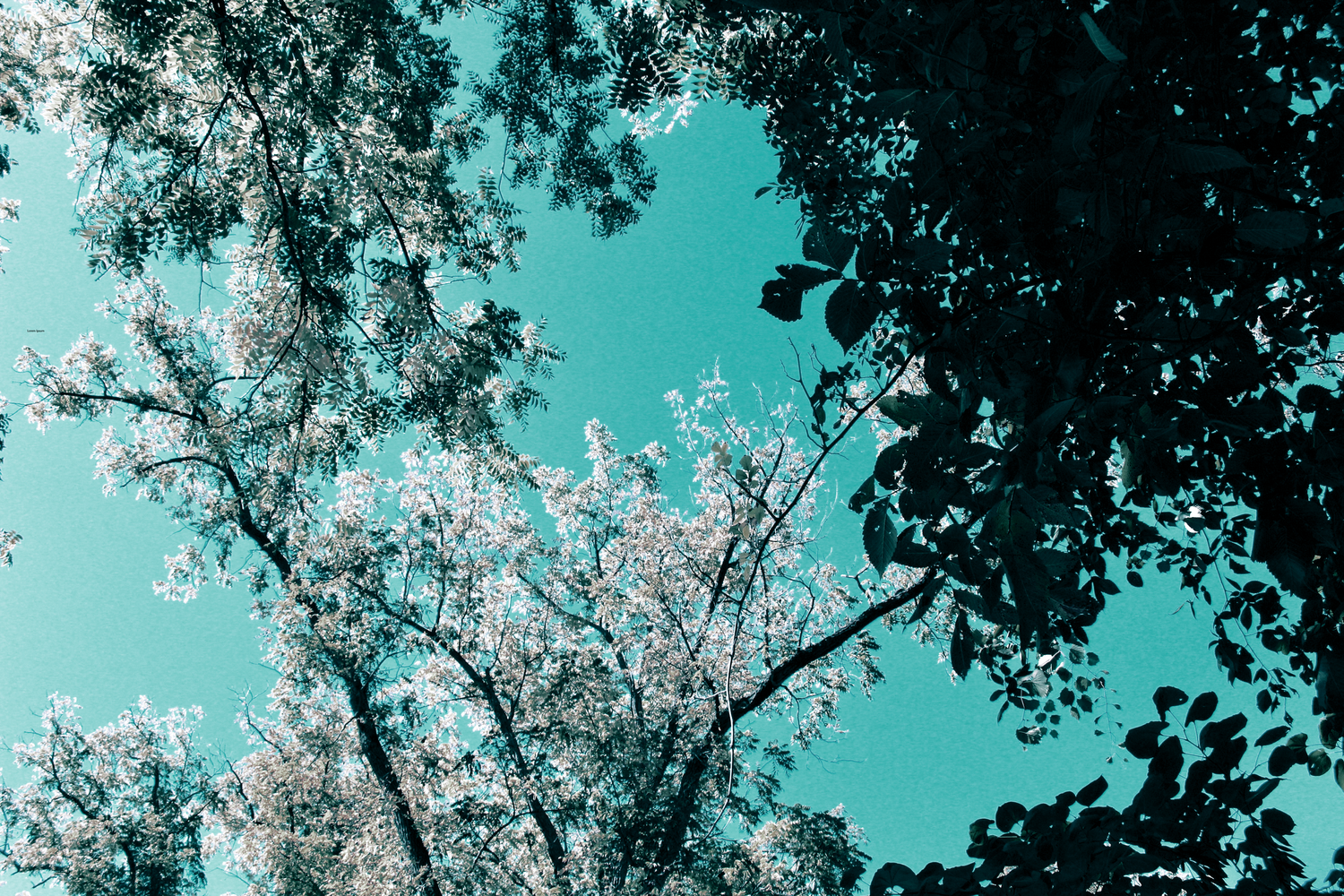 Tree branches create intricate patterns against a turquoise sky in a nature abstract.